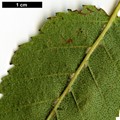 SpeciesSub: subsp. albosinensis SpeciesSub: subsp. albosinensis